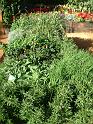 Herb bed_2 